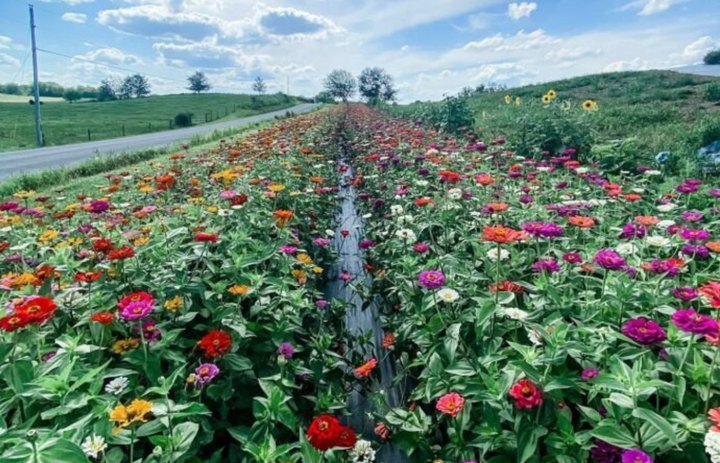 Spend A Wholesome Day Surrounded By Blooms When You Visit Hummingbird Hill Flower Farm In Ohio