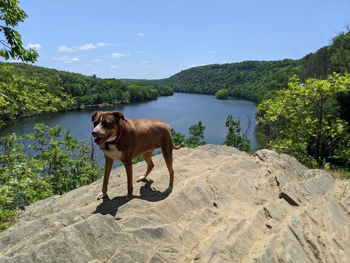 Lover's Leap State Park Is A Unique Dog-Friendly Destination In Connecticut Perfect For An Outdoor Adventure