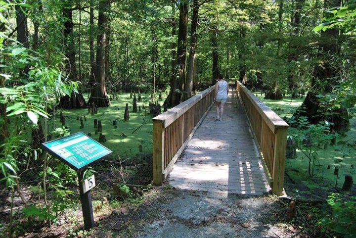 Take An Easy Loop Trail To Enter Another World At The Greenville Cypress Preserve In Mississippi