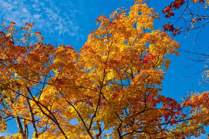 Jordan Valley Outfitters Offers A Fall Foliage Canoe Trip In Michigan