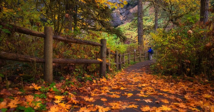 Take A Beautiful Fall Foliage Road Trip To See Oregon Autumn Colors