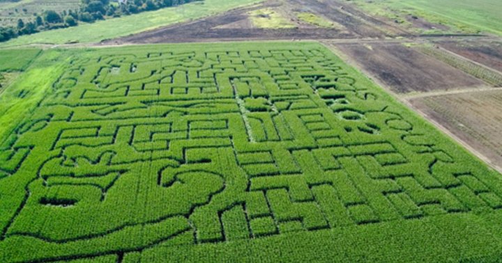Get Lost In These 9 Awesome Corn Mazes In Illinois This Fall