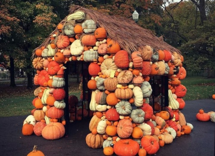 Meander Through Hundreds Of Pumpkins, Gourds, And Fall Flowers At Ohio's Charming Harvest Blooms Exhibit