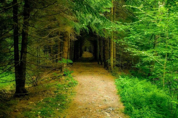 The Seneca Creek Trail Features A Tunnel Of Trees In West Virginia And It's Positively Magical