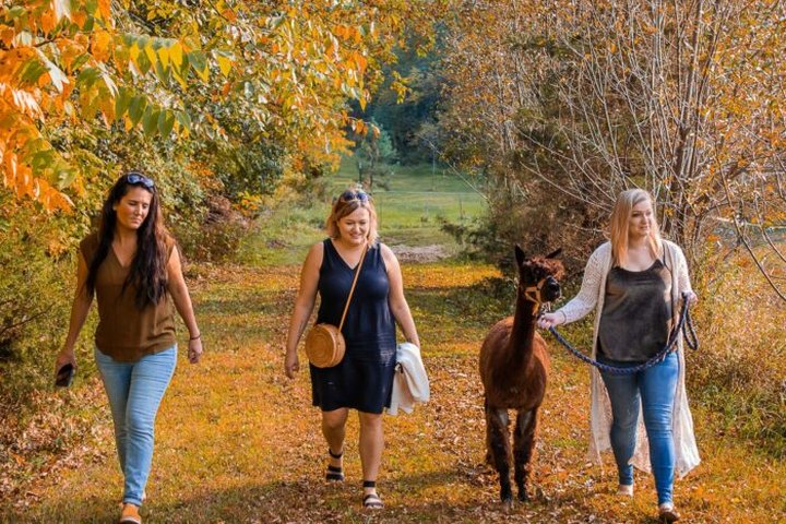 Whispering Oaks Alpaca Farm In Minnesota Makes For A Fun Family Day Trip