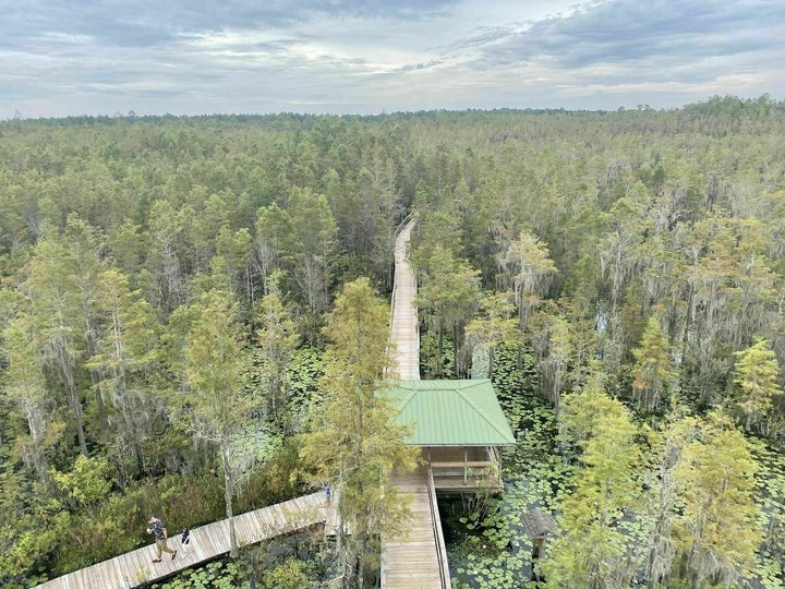 This Secluded Swamp Boardwalk Trail In Georgia Is So Worthy Of An Adventure