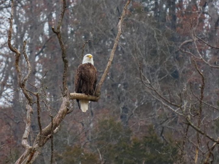 The Breathtaking Park In Missouri Where You Can Watch Bald Eagles Soar