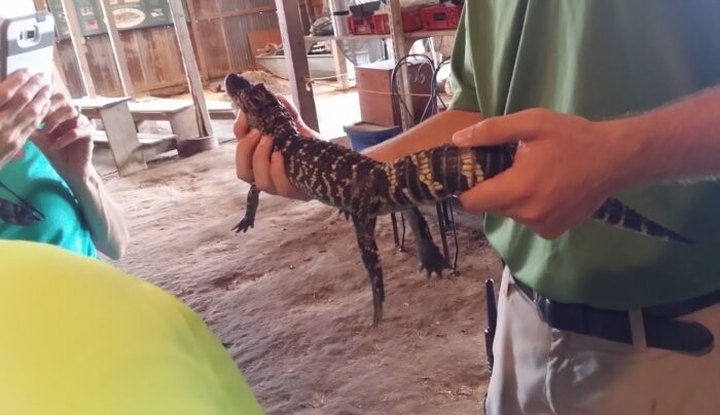 You'll Never Forget A Visit To Insta-Gator Ranch and Hatchery, A One-Of-A-Kind Farm Filled With Alligators In Louisiana