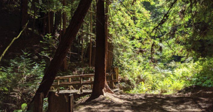 Butano State Park Is A Little-Known Park In Northern California That Is Perfect For Your Next Outing