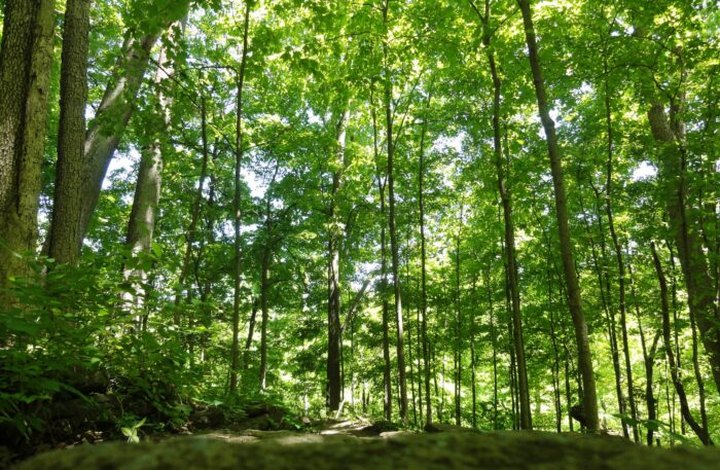 Enjoy A Contemplative Stroll In An Old Growth Forest Along This Underrated Trail In Ohio