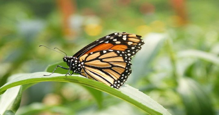 Millions Of Monarch Butterflies Are Headed Straight For Arkansas This Spring