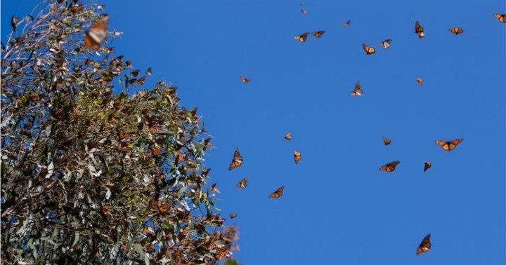 Millions Of Monarch Butterflies Are Headed Straight For Georgia This Spring