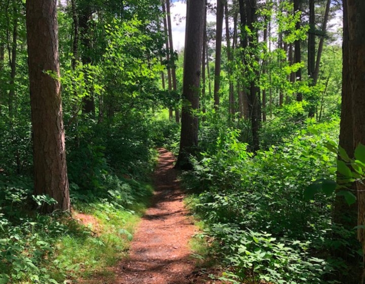 Enjoy A Contemplative Stroll In An Old Growth Forest Along This Underrated Trail In Minnesota