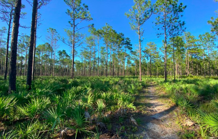 The One Loop Trail In Florida That's Perfect For A Short Day Hike, No Matter What Time Of Year
