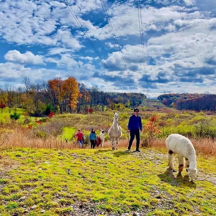 You'll Never Forget A Visit To Clover Brooke Farm, A One-Of-A-Kind Farm Filled With Alpacas In New York