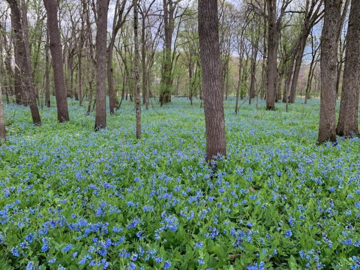 Hike Through A Sea Of Bluebells Along The Hidden Acres Park Loop In Illinois