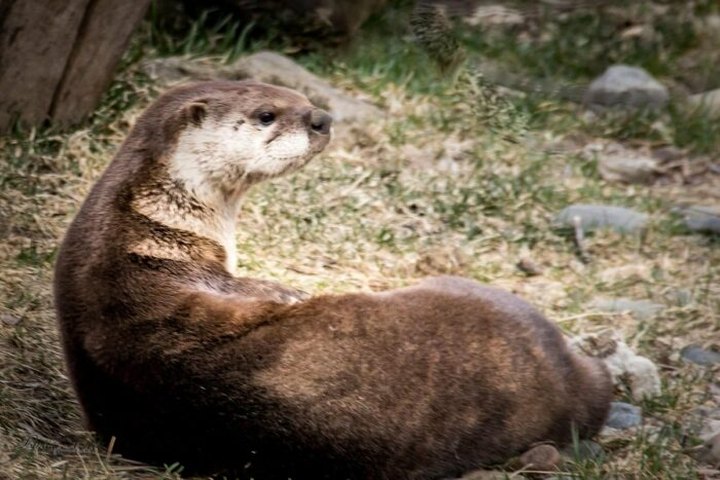 You Can Hang Out With Otters At Lehigh Valley Zoo In Pennsylvania