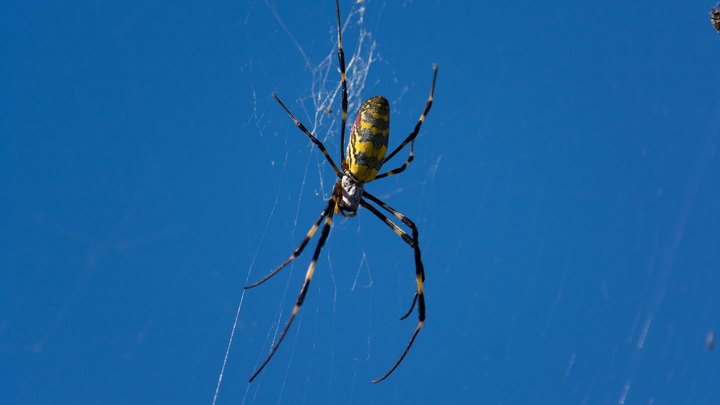 Be On The Lookout For A New Invasive Species Of Spider In Ohio This Year