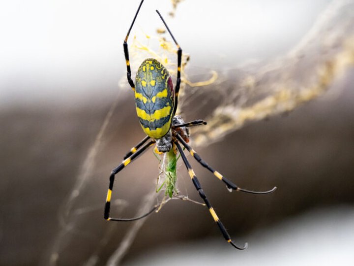 Be On The Lookout For A New Invasive Species Of Spider In South Carolina This Year