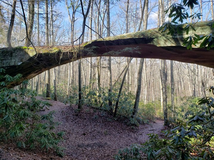 The Bridge To Nowhere In The Middle Of The Tennessee Woods Will Capture Your Imagination