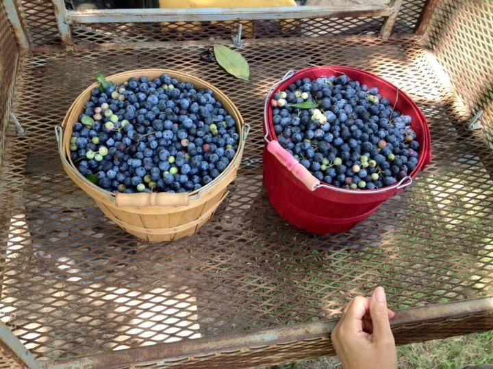 You’ll Have Loads Of Fun At These 7 Pick-Your-Own Fruit Farms In Texas