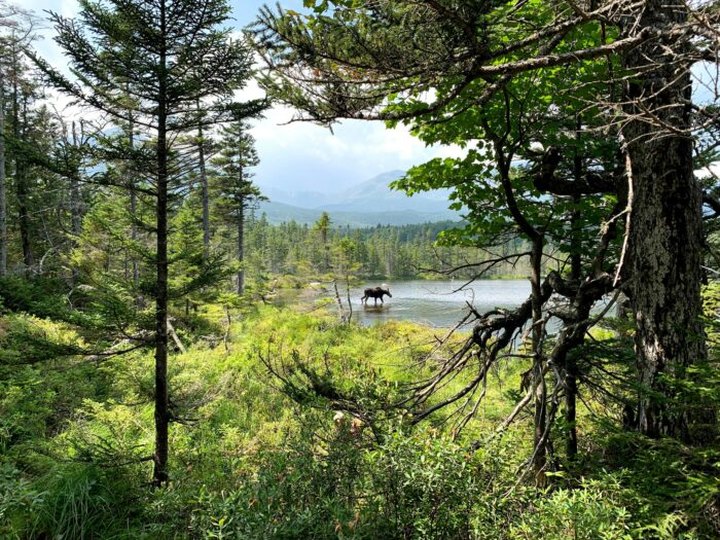 After Exploring The Trails, Look For Hummingbirds At Baxter State Park In Maine