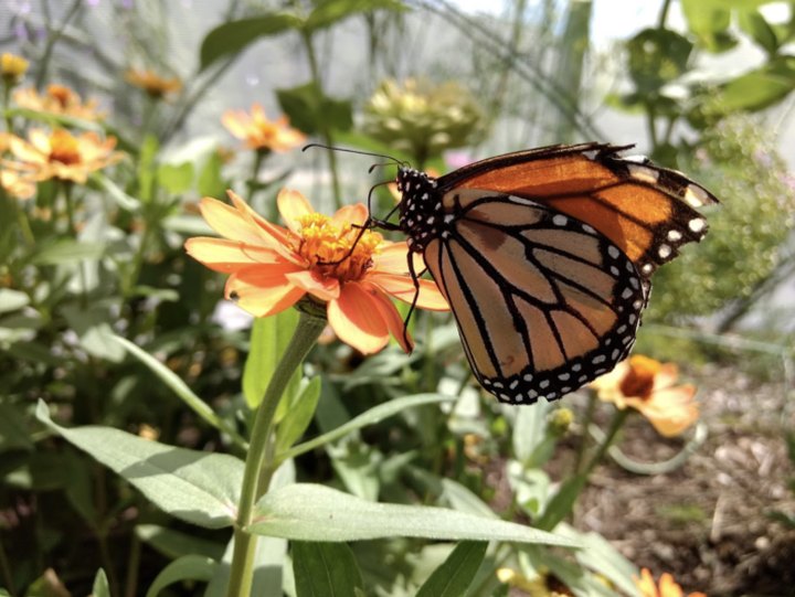 This Beautiful Butterfly House Near Detroit Is A Magical Way To Spend An Afternoon
