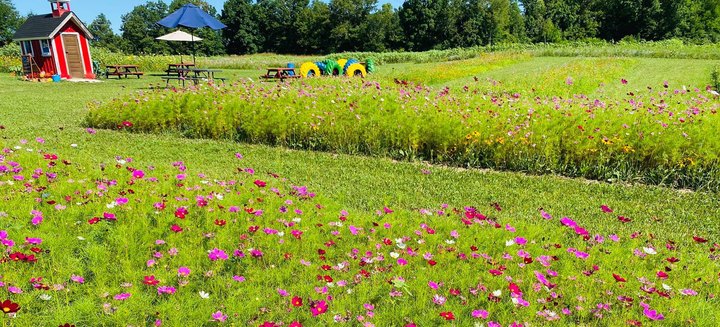 This Flower Farm Near Detroit Will Be In Full Bloom Soon And It’s An Extraordinary Sight To See