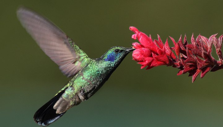 After Exploring The Trails, Feed Hummingbirds At Goose Creek State Park In North Carolina