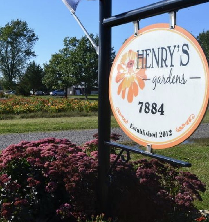 A Colorful U-Pick Flower Farm, Henry's Gardens In New York Is Like Something From A Dream