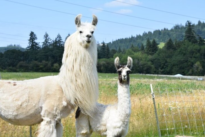 You'll Be Endlessly Delighted At This Oregon Farm That's Home To Camels, Emus, And Guinea Pigs