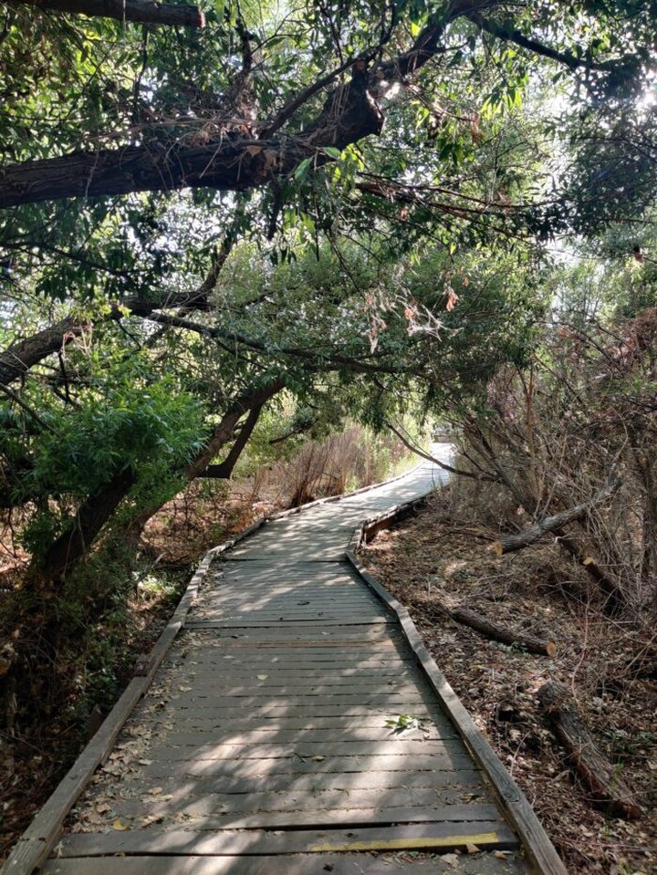 Take A Boardwalk Trail Through The Desert Of Big Morongo Canyon Preserve In Southern California