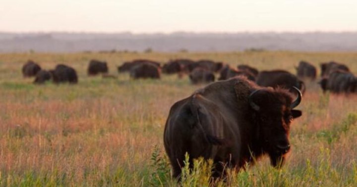 Hike With Bison At Guided Bison Saunter At Prairie State Park In Missouri