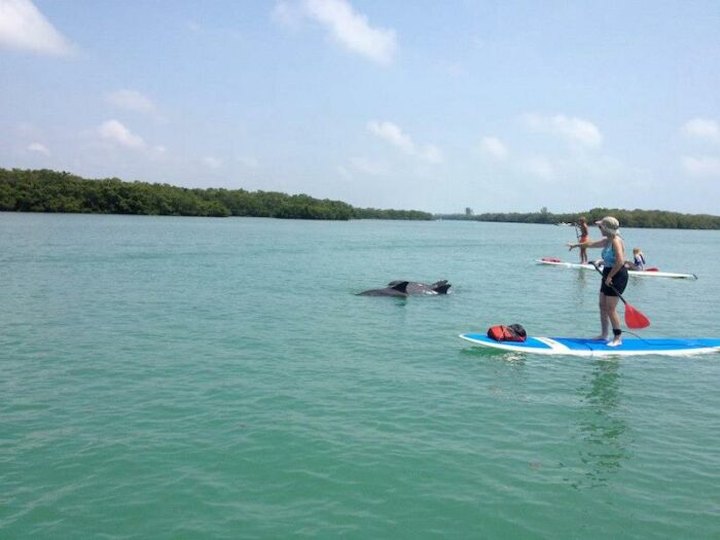 Hang Out With Dolphins And Manatees On This Incredible Stand-Up Paddle Board Tour In Florida