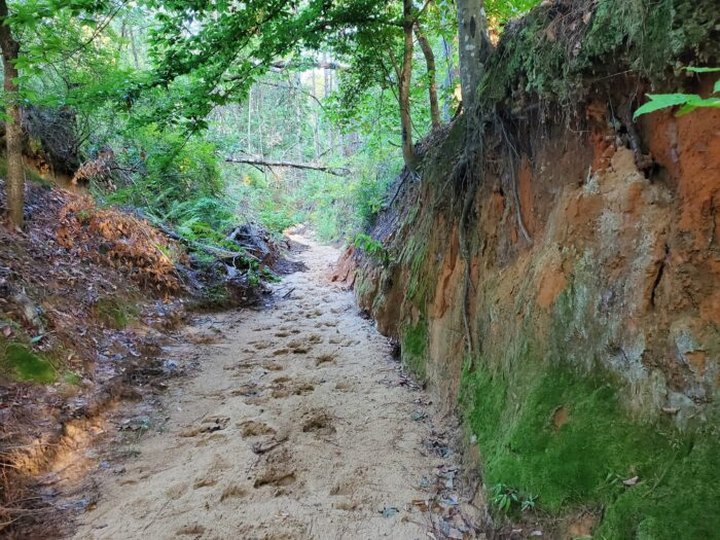 This Canyon Trail In Louisiana's Kisatchie National Forest Looks Like Something From Another Planet