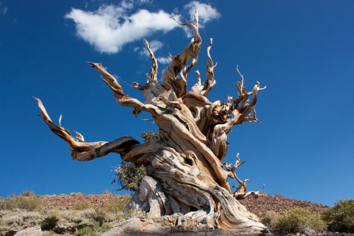 Climb To A Rocky Glacier And Ogle Magnificent Ancient Trees On This Fairy Tale Trail In Nevada
