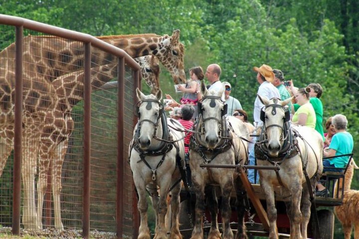 There's A Farm Right Near A Zoo In North Carolina, Making For A Fun-Filled Family Outing