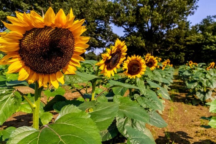 You Can Pick Your Own Sunflowers At The Festive Mootown Farm In Arkansas