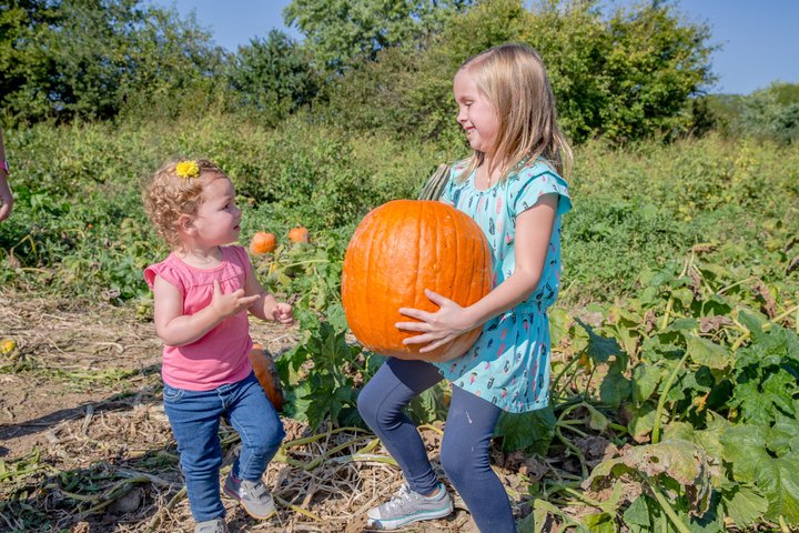 If There's One Fall Festival You Attend In Ohio, Make It The Young's Dairy Fall Farm Pumpkin Festival