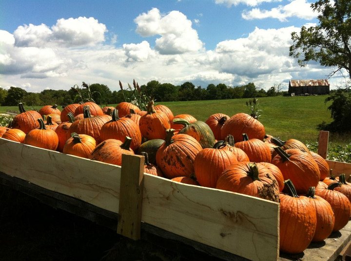 If There's One Fall Festival You Attend In Kentucky, Make It The Country Pumpkins Fall Festival