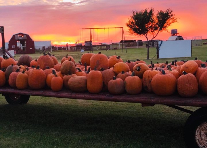 Nothing Says Fall Is Here More Than A Visit To Oklahoma's Charming P Bar Farms