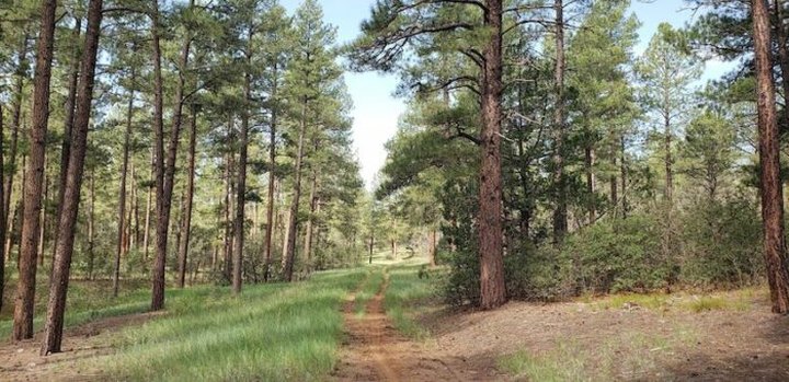 Walk Through Towering Trees And Lush Meadows On This Fairy Tale Trail In New Mexico