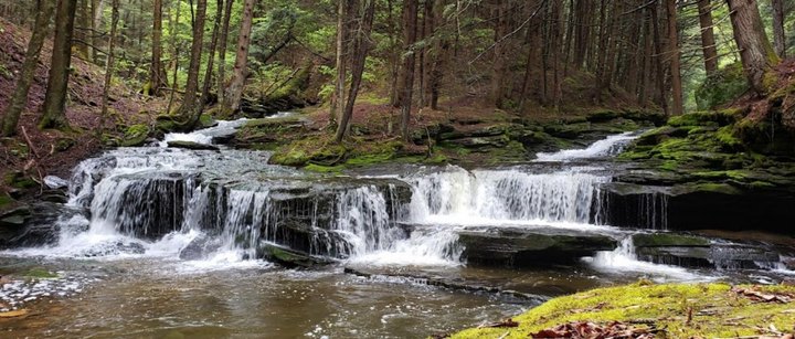 With Woodland Trails, Waterfalls, And Pine Creek Gorge, Tioga State Forest In Pennsylvania Is Straight Out Of A Fairy Tale