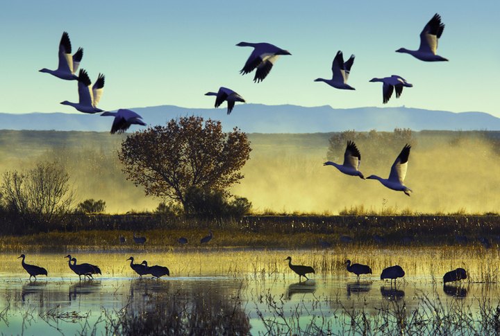 Every Fall, This Tiny Town In New Mexico Holds The Best Wildlife Festival In America