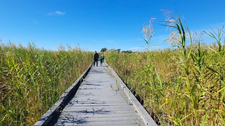 Enjoy An Unexpectedly Magical Hike On This Little-Known Boardwalk Trail In Louisiana