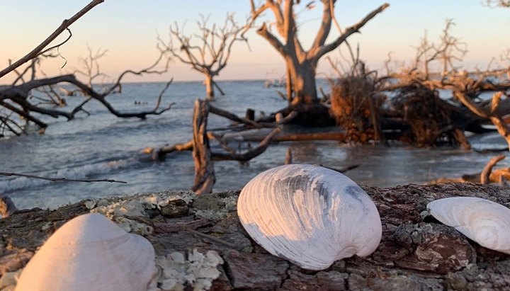 Hunt For Seashells On The Beautiful And Easy Hunting Island Loop In South Carolina