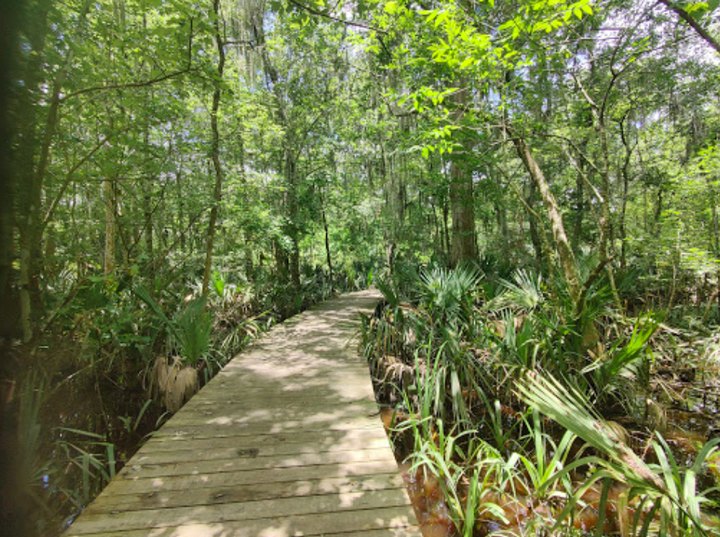 Your Kids Will Love The Easy Trails Right Here At Camp Salmen Nature Park In Louisiana