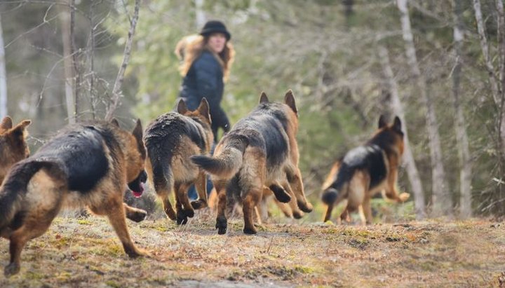 Hiking With A Pack Of German Shepherds Is One Of The Most Unique Experiences You Can Have In Maine