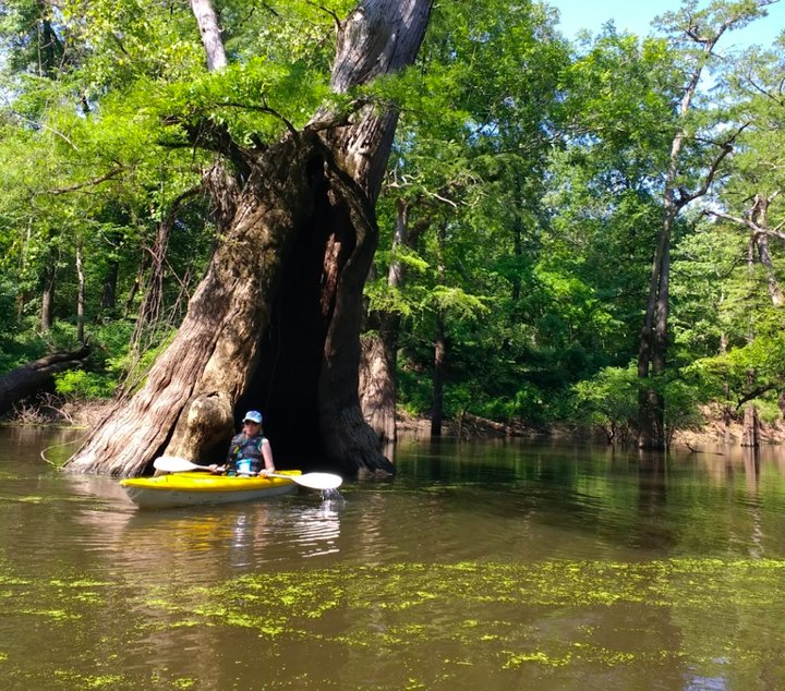 You'd Never Know One Of The Most Incredible Natural Wonders In Louisiana Is Hiding In This State Park