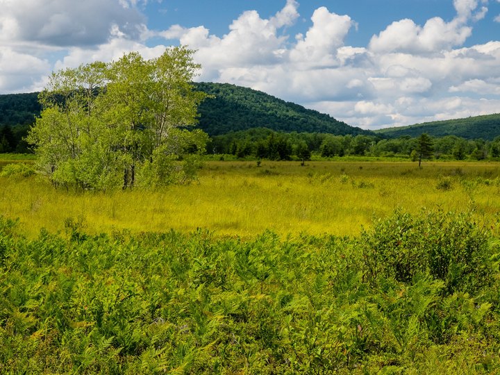The Largest Contiguous Highland Wetland In The Central And Southern Appalachians Is In West Virginia, And It's Magical